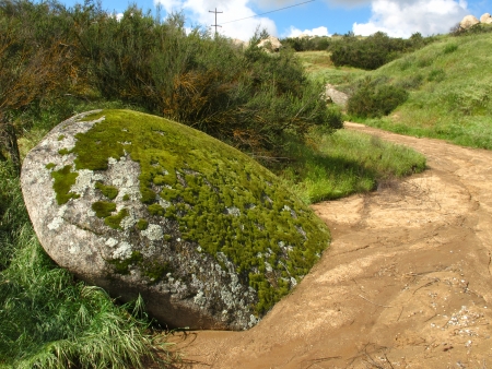 rock mossの写真素材