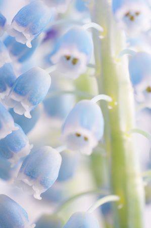 Blue flower close-up