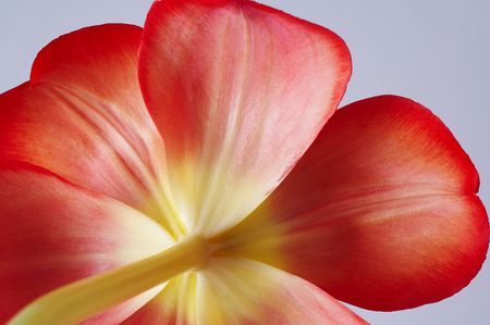 Tulip close-upの写真素材