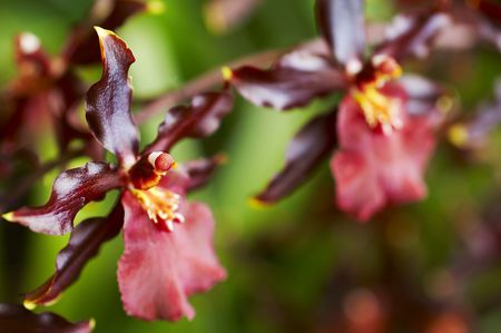 Rare orchidの写真素材