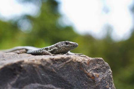 Small lizard resting on the stone wallの写真素材
