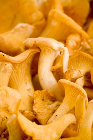 close up of fresh golden chanterelles piled on the tableの写真素材