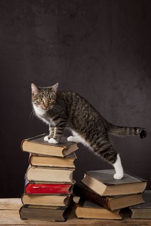 Normal domestic cat shoot in the studioの写真素材