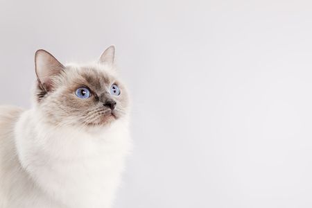 Staring ragdoll cat over a light grey backgroundの写真素材