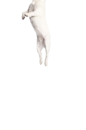 isolated jack russell terrier jumping over white backgroundの写真素材