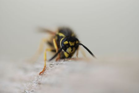 Close up of wasp chewing on piece of woodの写真素材