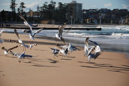 Seagulls in flightの写真素材