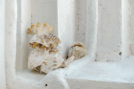Big Shells stacked on the left corner with a white wall backgroundの写真素材
