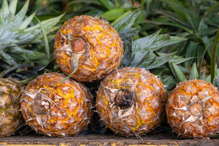 Close up of a newly harvested fresh pineapples tropical fruit rich in vitaminsの写真素材