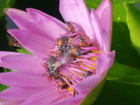 Bees on the pink Lotus Flower (Nelumbo Nucifera); Bangkok, Thailand