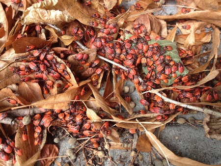 Firebug red and black insect colony in the leafs