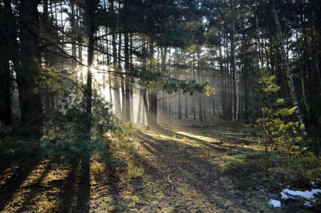 Sunrise in the Woods