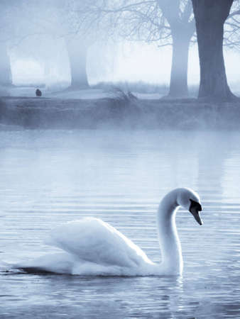Swan on Frosty Morningの写真素材