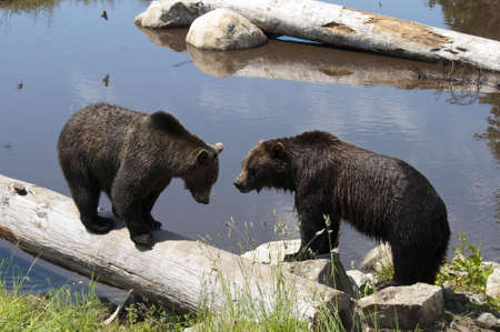 Grizzly Bearsの写真素材