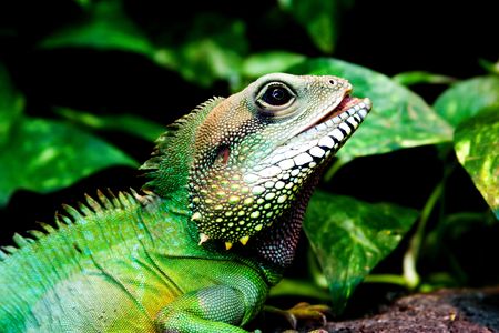 green lizard, perfectly adopted to environmentの写真素材