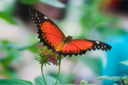tropical butterfly