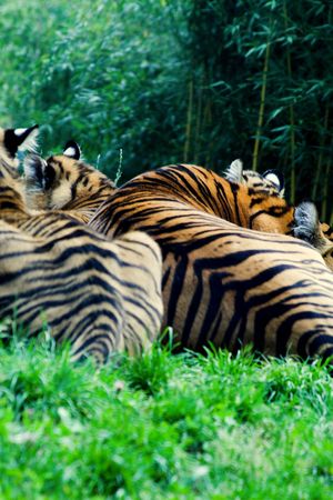 tigersの写真素材