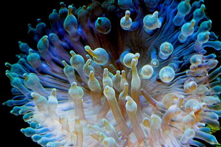 underwater beauty