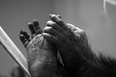 chimpanzee hand and footの写真素材