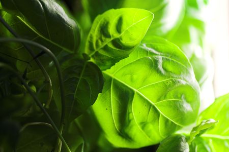 basilの写真素材