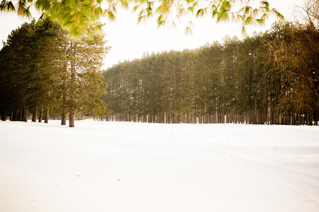 Winter Landscapeの写真素材