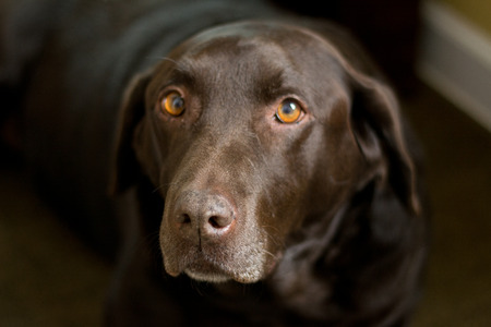 Dog laying on the rug の写真素材