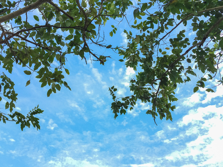 View of tree under the sky.の写真素材