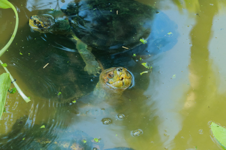 The turtle is showing it's face above the water.の写真素材