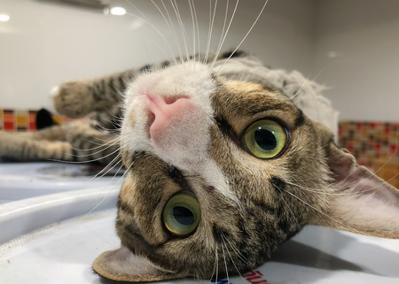 The Bbrown Tabby cat is looking at this camera, he looks like want to play. Close up.