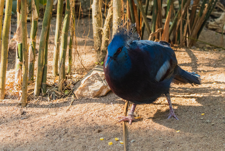The Victoria crowned pigeon (Goura victoria) is looking at something, in the Open Zoo, Chonburi, Thailand.の写真素材