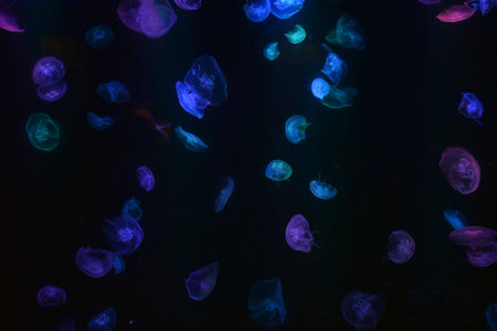 Colorful jellyfishの写真素材