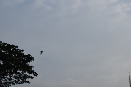 flying birdsの写真素材