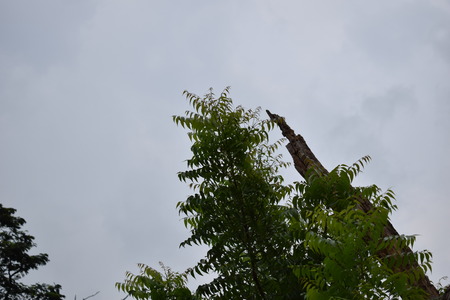 wether on leavesの写真素材