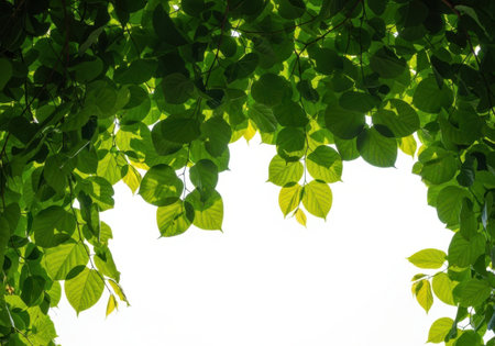 A vibrant canopy of fresh green leaves, bathed in natural sunlight, creating a beautiful border or frame. This natural element offers a refreshing and organic overlay for design projects, symbolizing growth and vitality.の素材