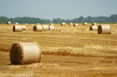 Round bales of hay left in the field after harvesting, green trees in background, shallow DOF