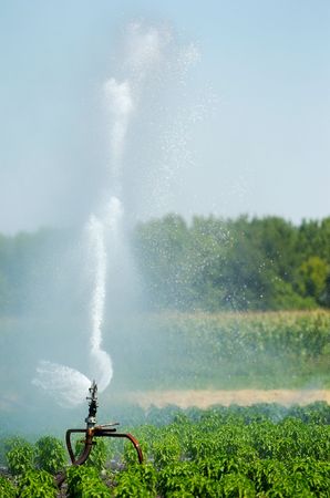 Irrigation spout in a field gushing a stream of water in the air, blurred cornfield and deciduous forest in the backgroundの素材 [FY310614291]