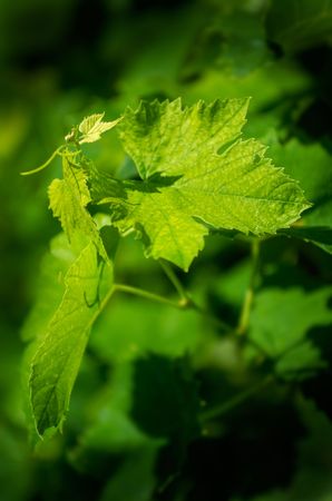 Young grapevine leaves in early summer, shallow DOFの写真素材