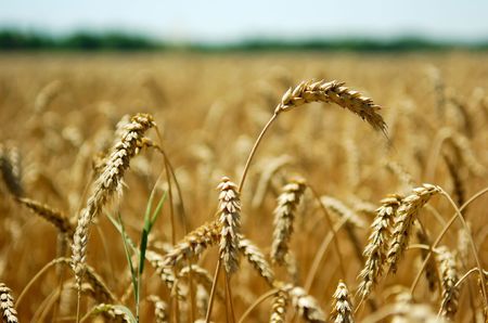 Close-up view of wheat spikes with defocused green trees and a bit of sky in the background, shot...