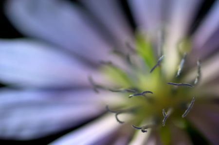 Close-up of Common Chicory (Cichorium intybus) flower on black background, focus on tips of anthers, extremely shallow DOFの写真素材