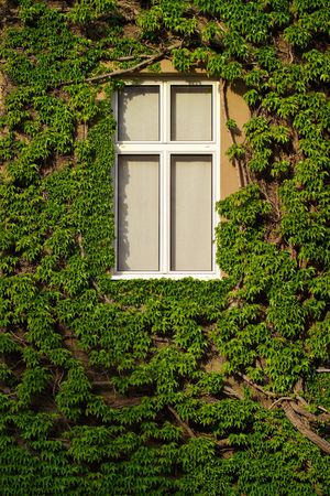 Window on an old house covered with ivyの写真素材