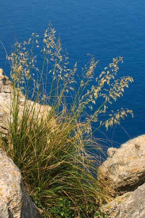 Coastline with plantの写真素材