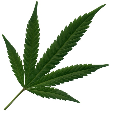 Single Marijuana leaf on white background の写真素材