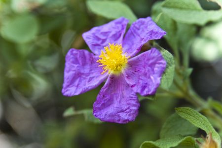 Blue crocusの写真素材