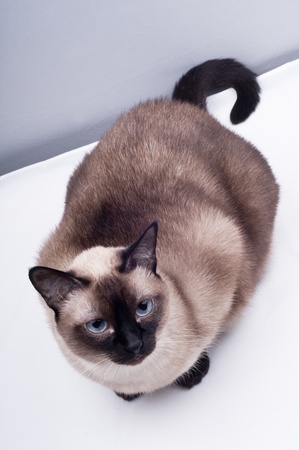 Siamese cat Looking the camera の写真素材