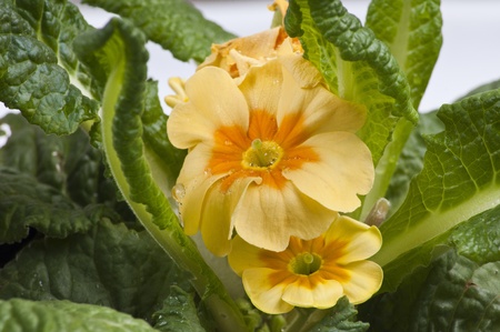 Yellow Cowslip flower close-upの写真素材