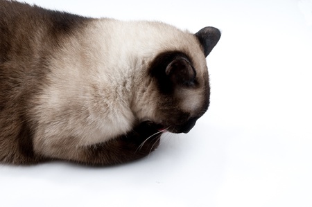 Siamese cat licking on the handの写真素材