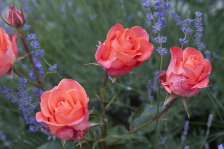 Red roses on the garden  at bulgariaの写真素材
