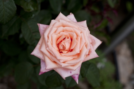Orange color roses on the garden  at bulgariaの写真素材