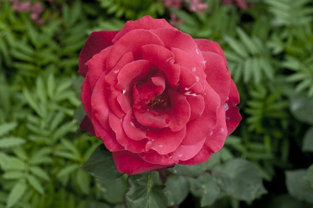 Red roses on the garden  at bulgariaの写真素材