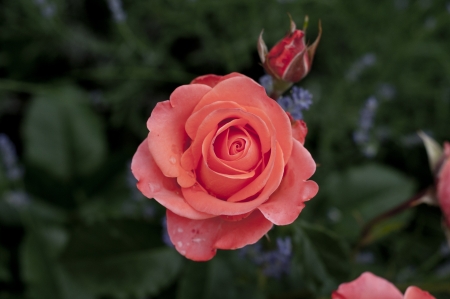 Red roses on the garden  at bulgariaの写真素材